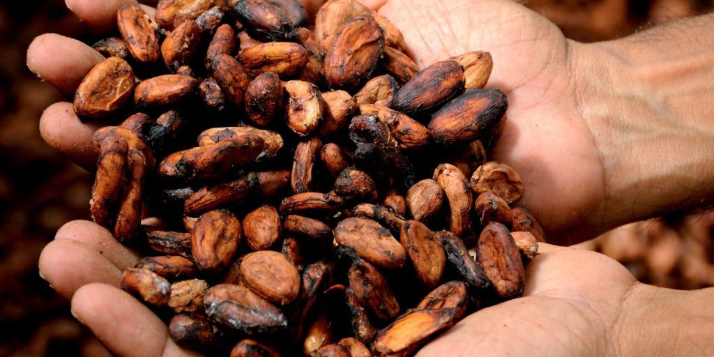 Cocoa beans in hands, close up