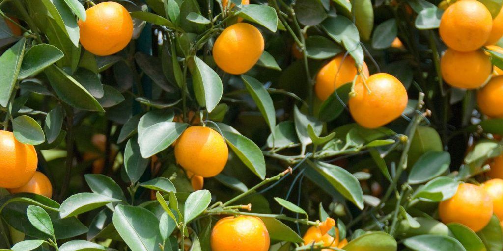 Close up of citrus oranges on the tree