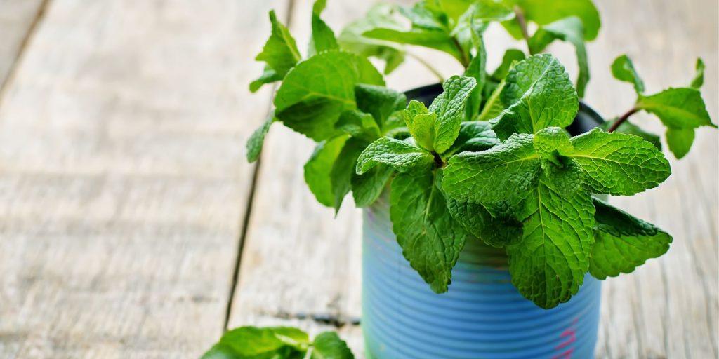 mint potted in a blue tin on a wooden background