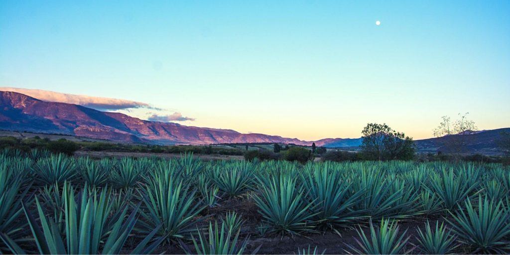 Landscape photo of agave plants at sunrise