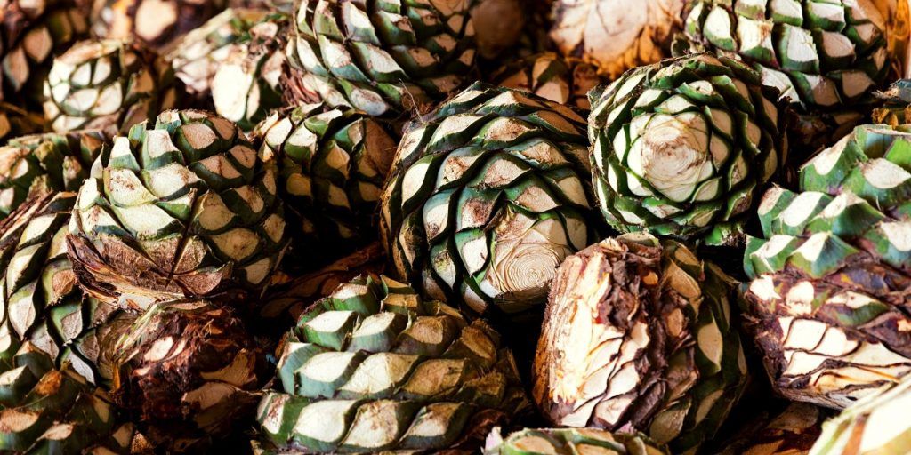 Close up of agave hearts or pinas 