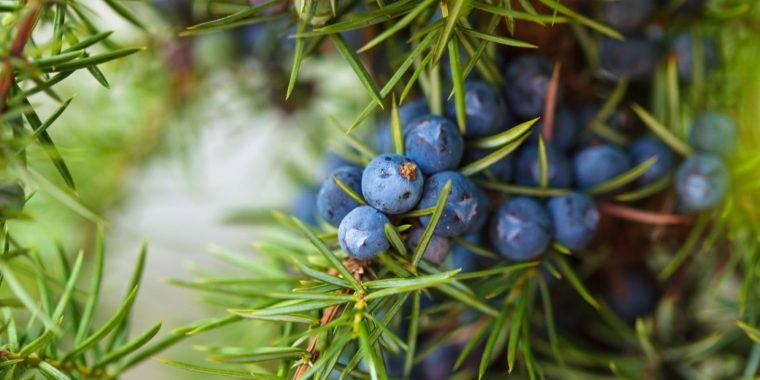 Origins of Gin - An insightful image portraying the origins of gin, featuring juniper berries.