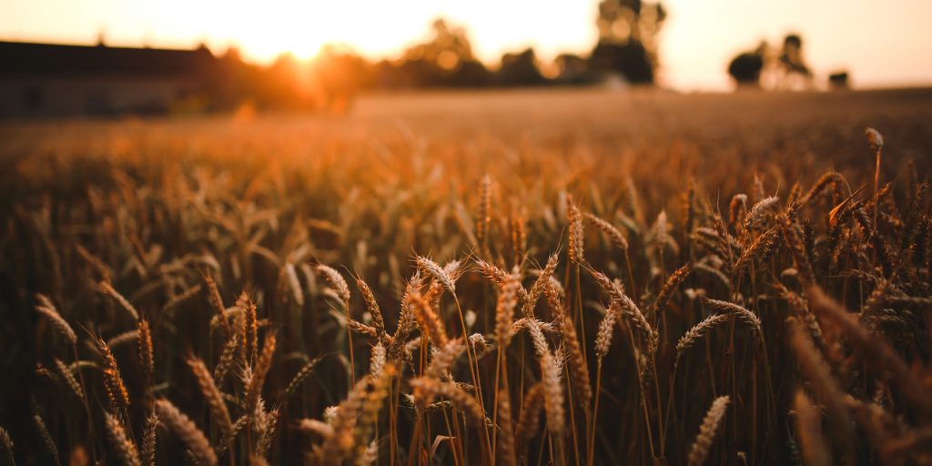 A field of rye at sunrise