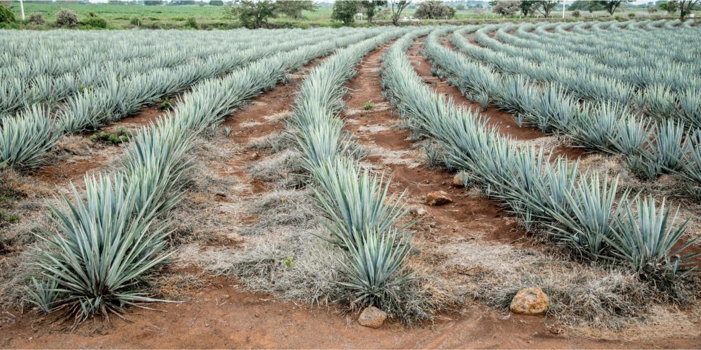 Sweeping view of a field of mature blue agave plants in rows