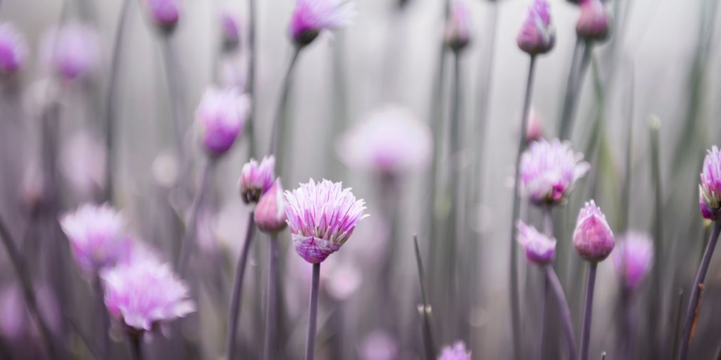 Close up of chive blossoms