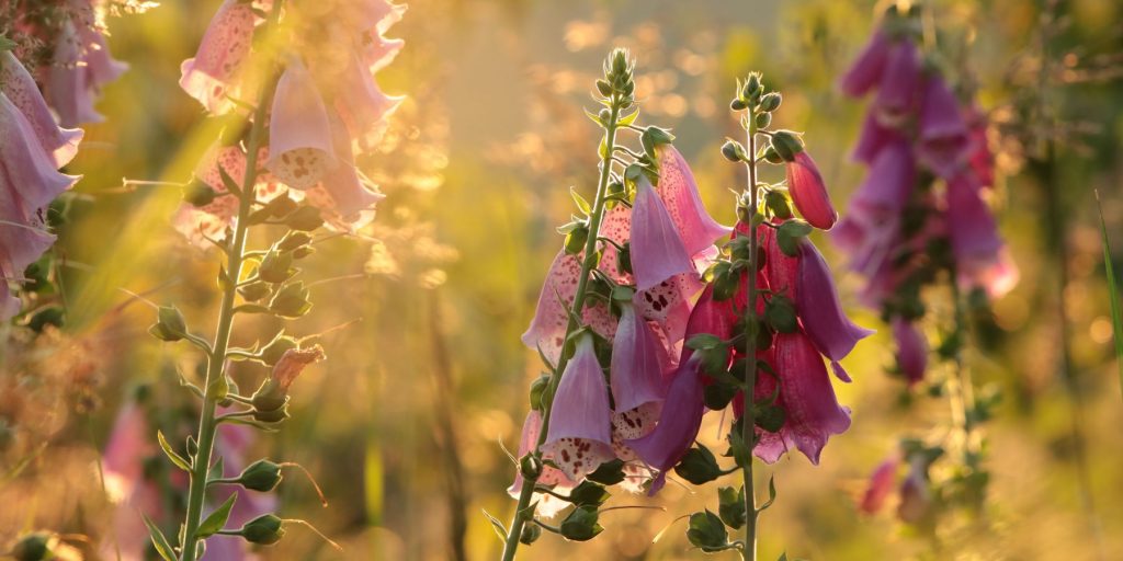 Close up of backlit foxglove flowers growing wild