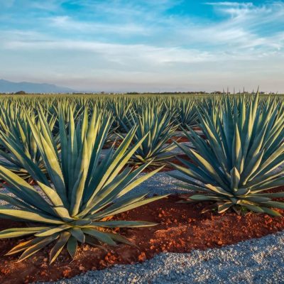 A field of blue agave plants in red soil