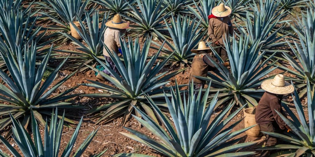A field of blue agave plants being tended by jimadores