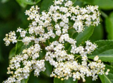 Elderflower