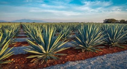 The Blue Agave Story: The Heart of Tequila