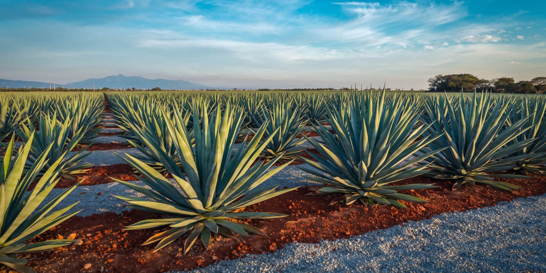 Blue Agave: The Heart of Tequila